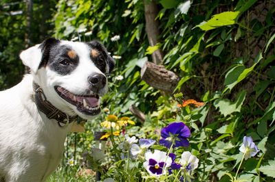 Close-up of dog with flowers