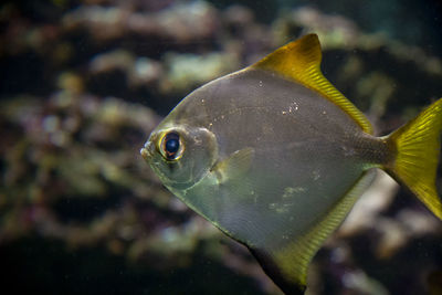 Close-up of fish swimming in sea