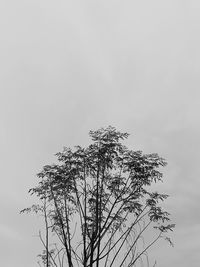 Low angle view of eagle flying against clear sky
