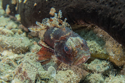 Close-up of fish underwater
