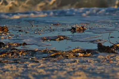 Close-up of leaves on beach