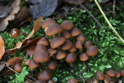 Close-up of fresh green leaves