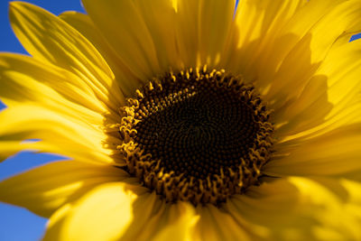 Close-up of sunflower