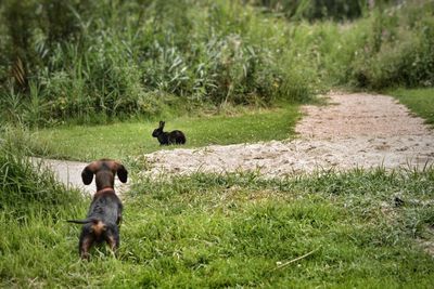 Dog on grassy field