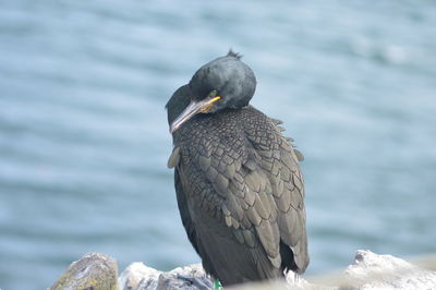 Close-up of bird perching on rock against sea