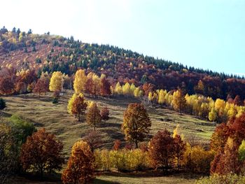 Trees on landscape against clear sky