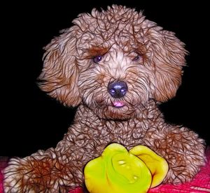 Close-up portrait of black and white background