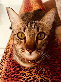 Close-up portrait of a cat