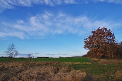 Trees on field against sky