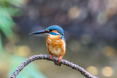 Close-up of bird perching on branch