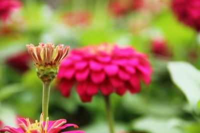 Close-up of pink flowering plant in park