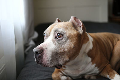 Close-up of a dog looking away at home