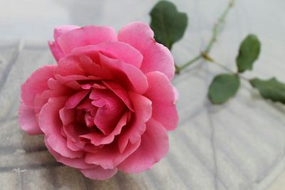 Close-up of pink rose