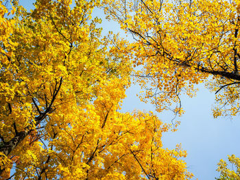 Low angle view of yellow tree against sky