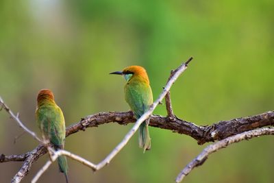 Bird perching on a branch