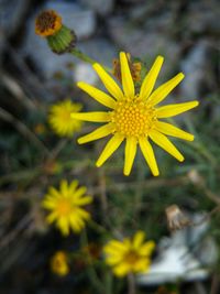 Close-up of daisy flowers