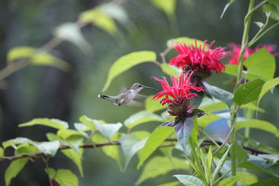 Close-up of hummingbird