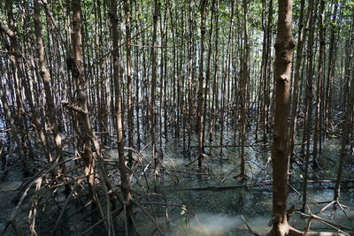 View of trees in forest