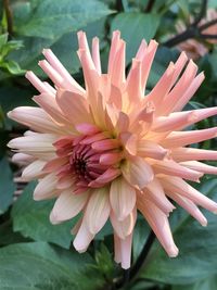 Close-up of pink flower