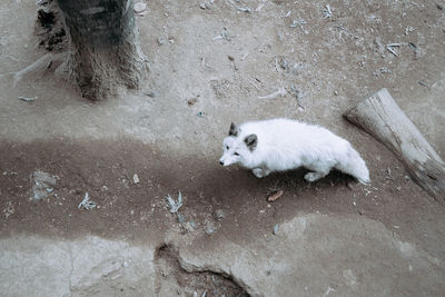 High angle view of white fox