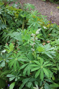 Close-up of leaves