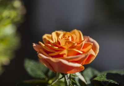 Close-up of rose flower