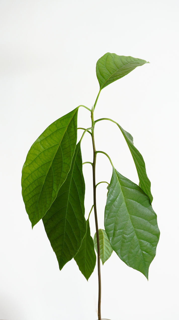 CLOSE-UP OF LEAVES ON PLANT AGAINST WHITE BACKGROUND