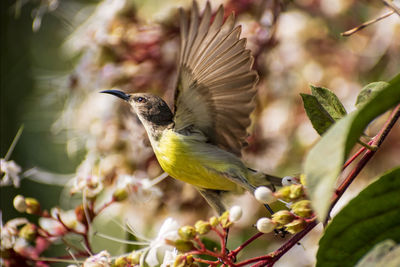 Close-up of bird flying