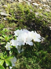 Close-up of white flowering plant