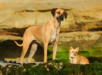 View of a dog on rock