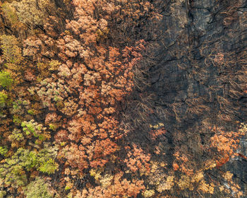 High angle view of plant growing on rock