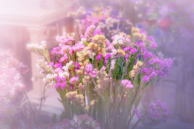 Close-up of pink flowering plant