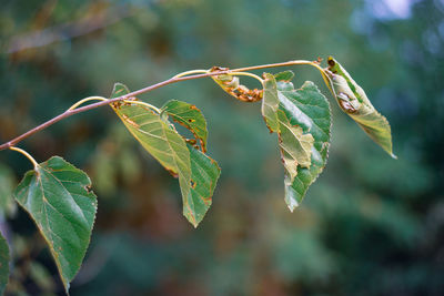 Close-up of fresh green leaves