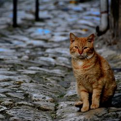 Portrait of cat