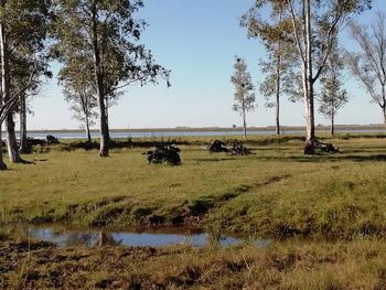 Scenic view of grassy field against sky