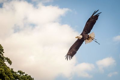 Low angle view of eagle flying in sky