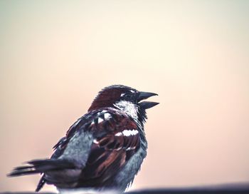 Small songbird singing in hue background