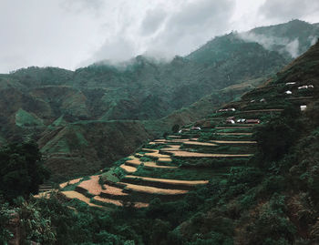 Rice terraces in cold breeze