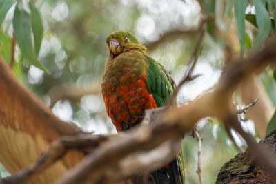 Low angle view of bird perching on branch australian king parrot 