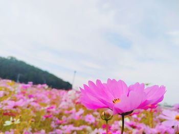 Close-up of pink cosmos flower against sky