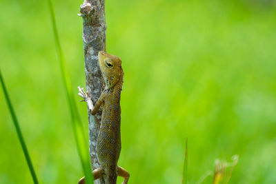 Close-up of a lizard on tree