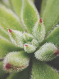 Close-up of green plant