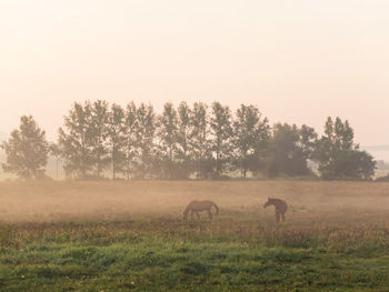 Elephant on field against sky during sunset