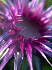 Close-up of pink flowers