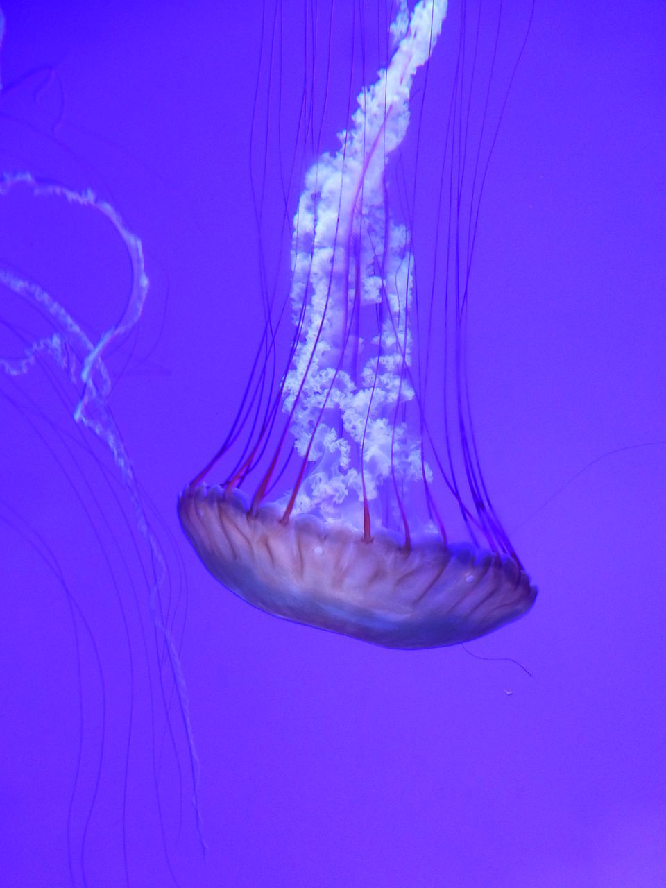 CLOSE-UP OF JELLYFISH AGAINST BLUE BACKGROUND