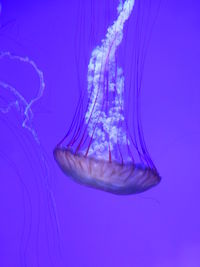 Close-up of jellyfish in water