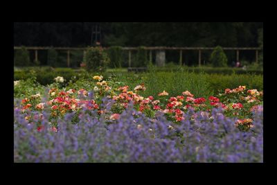 Close-up of flowering plants on field