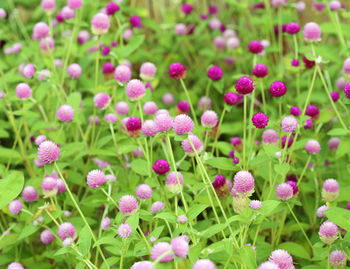 Close-up of pink flowering plants on field