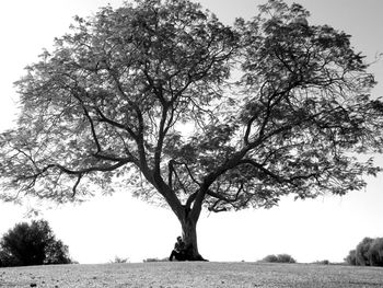 Low angle view of bare trees on field