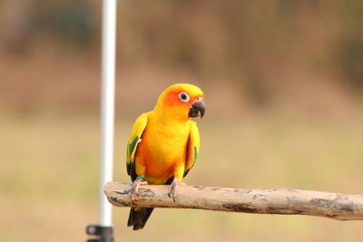 Close-up of parrot perching on branch